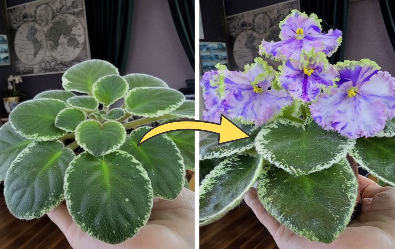 Квітникарі розповіли, навіщо у горщик з фіалками встромляти цвях