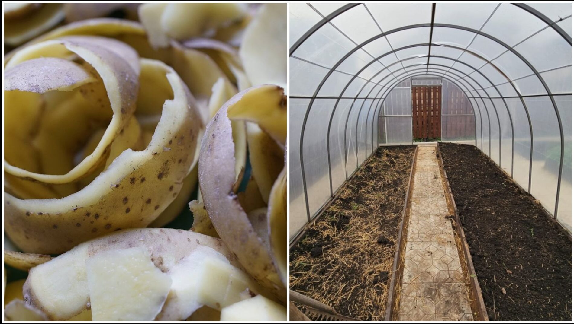 Городники розповіли, як використати картопляні очистки в теплиці Городники розповіли, як використати картопляні очистки в теплиці