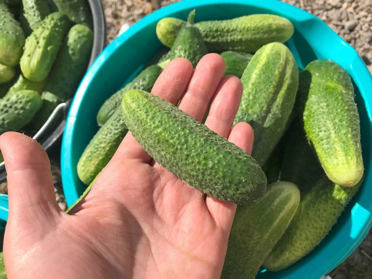 Городники розповіли, які сорти огірків найурожайніші та дають найсмачніші плоди на грядці