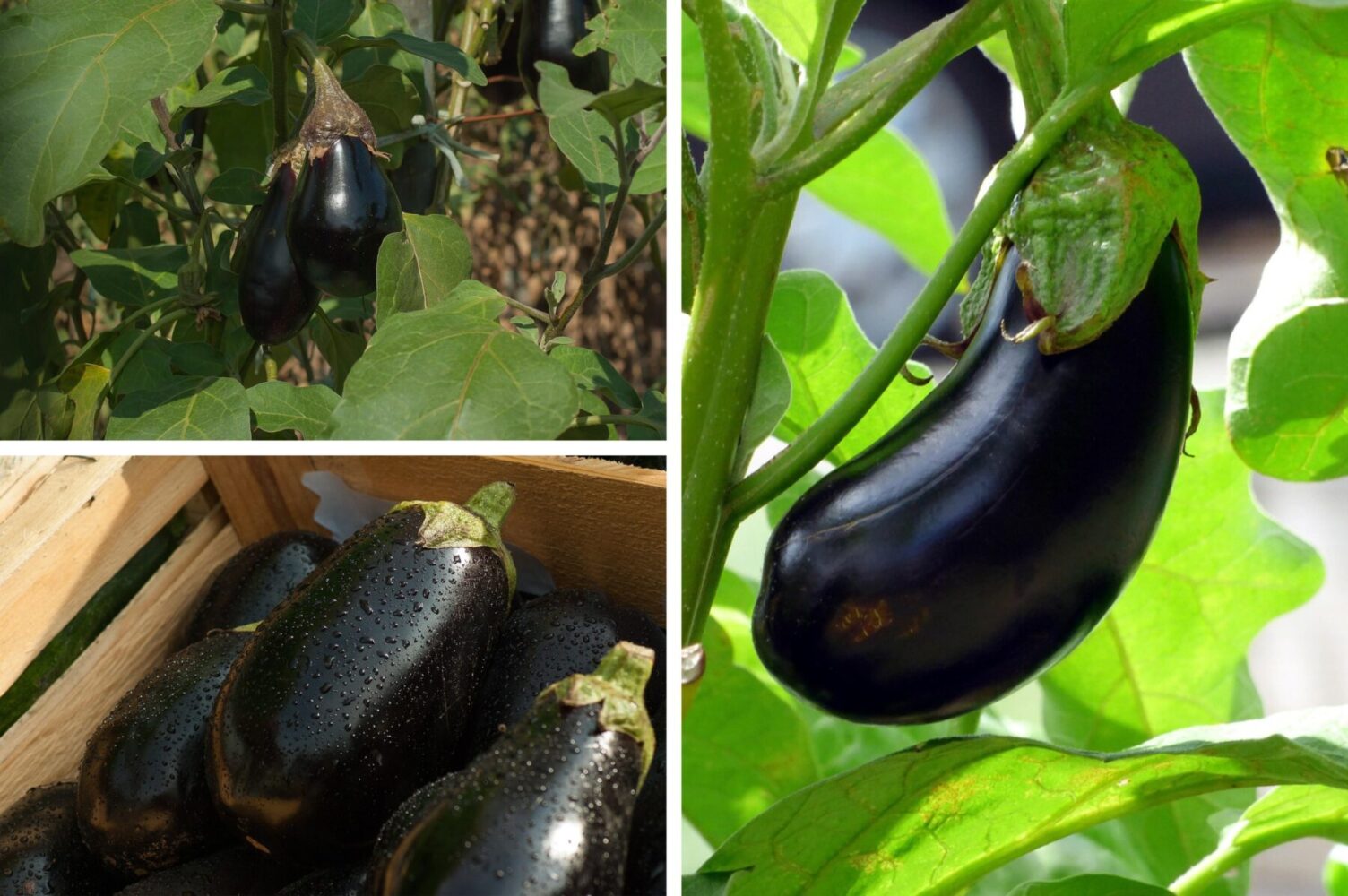 Агроном розповів, як обрізати баклажани восени