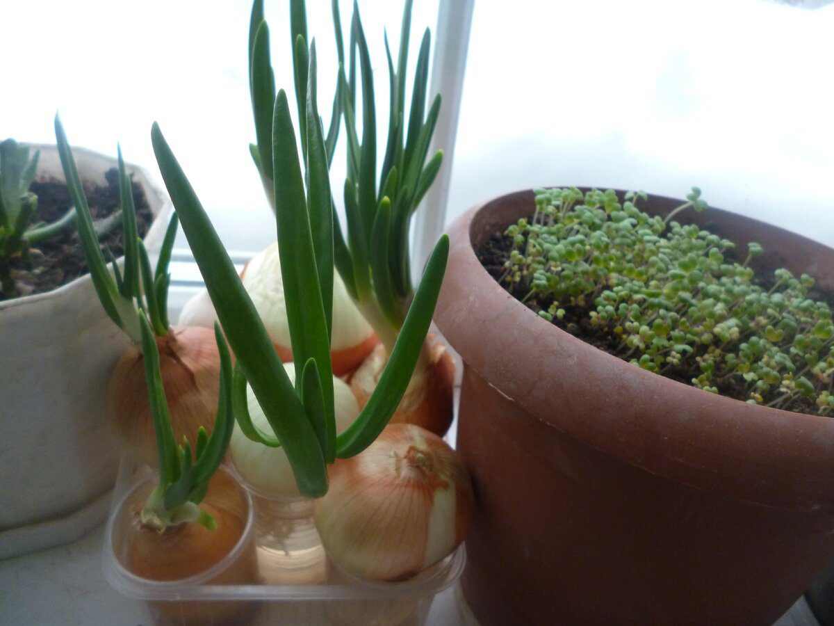 Господині розповіли, як правильно вирощувати цибулю на підвіконні 