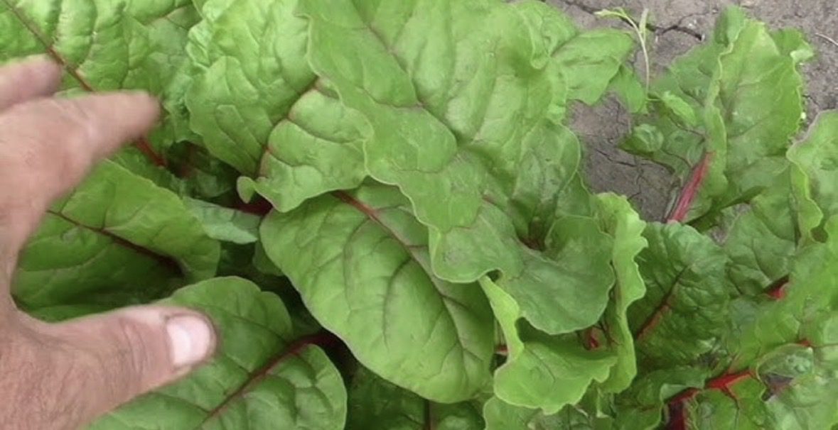 Що таке мангольд і чому українські городники такі задоволені: збирають урожай нон-стоп