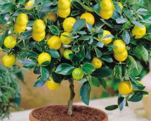 Щоб гарно плодоносило - як доглядати за лимонним деревом у квартирі