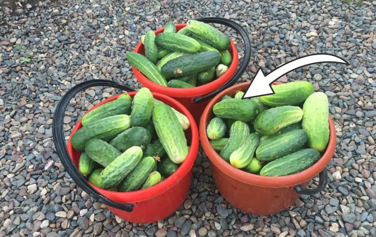 Дачники назвали найкращі сорти огірків для маринування та соління