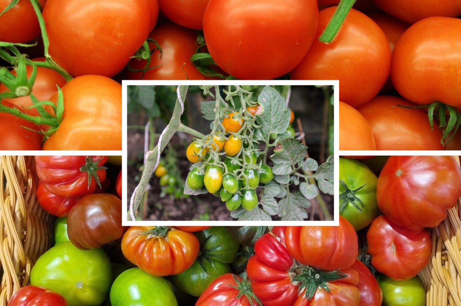 Експерт розповів, які 3 сорти томатів найкраще плодоносять 