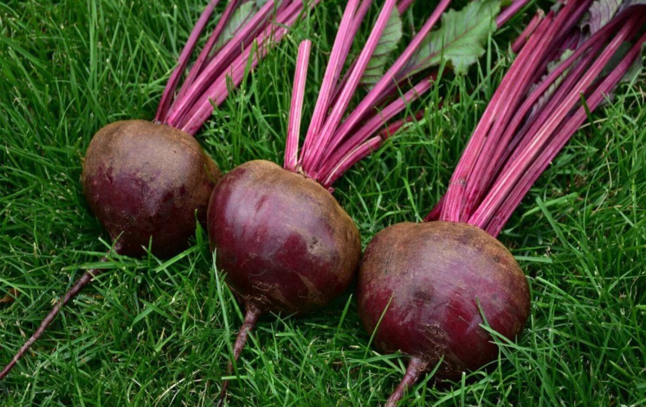 Городники назвали причини, чому буряк виростає дрібним