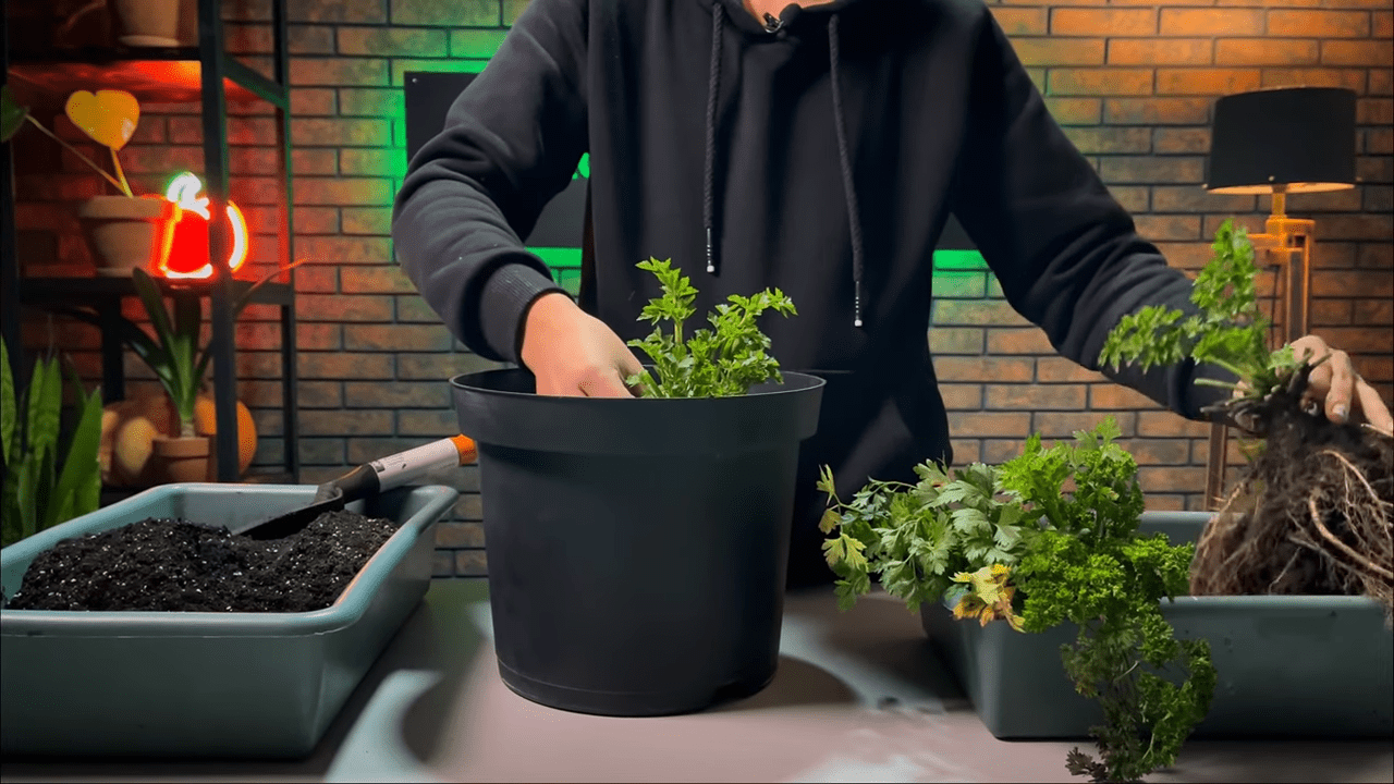 Городники поділились методами вирощування петрушки вдома