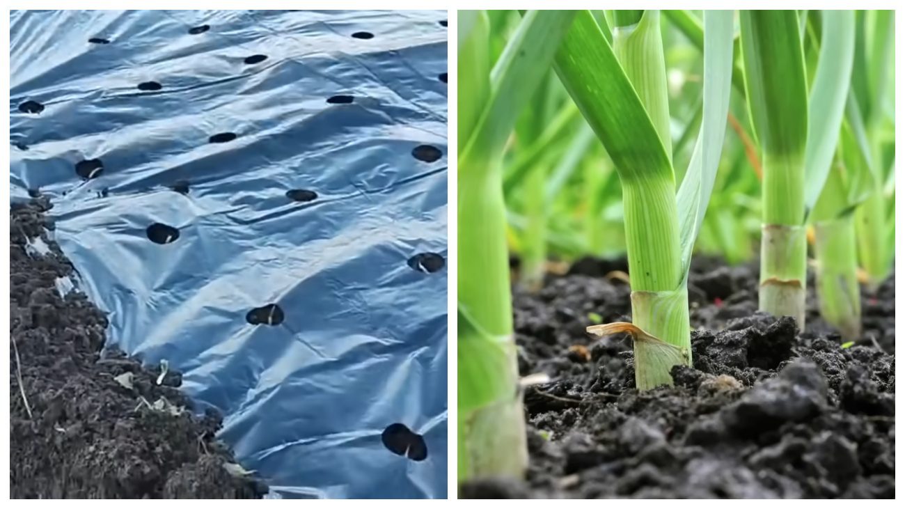 Городники розповіли про заходи боротьби з цибулевою мухою перед посадкою