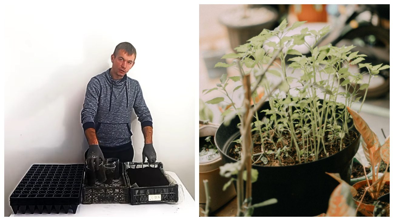 Городники вказали на помилки у вирощуванні розсади томатів