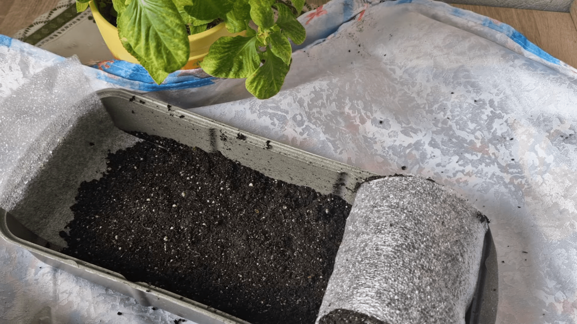 Городники розповіли про рулонний метод вирощування розсади