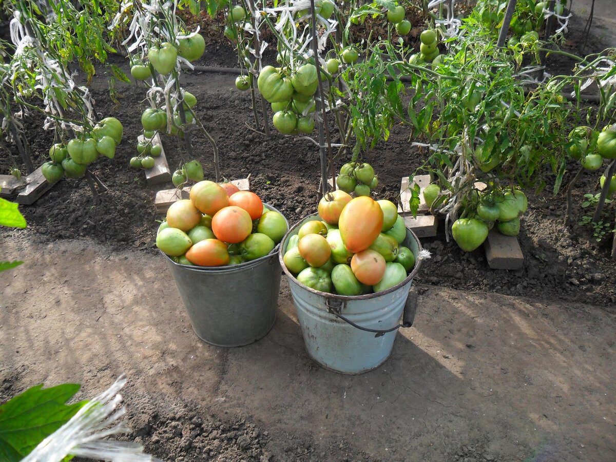 Агрономи назвали 5 сортів низькорослих томатів