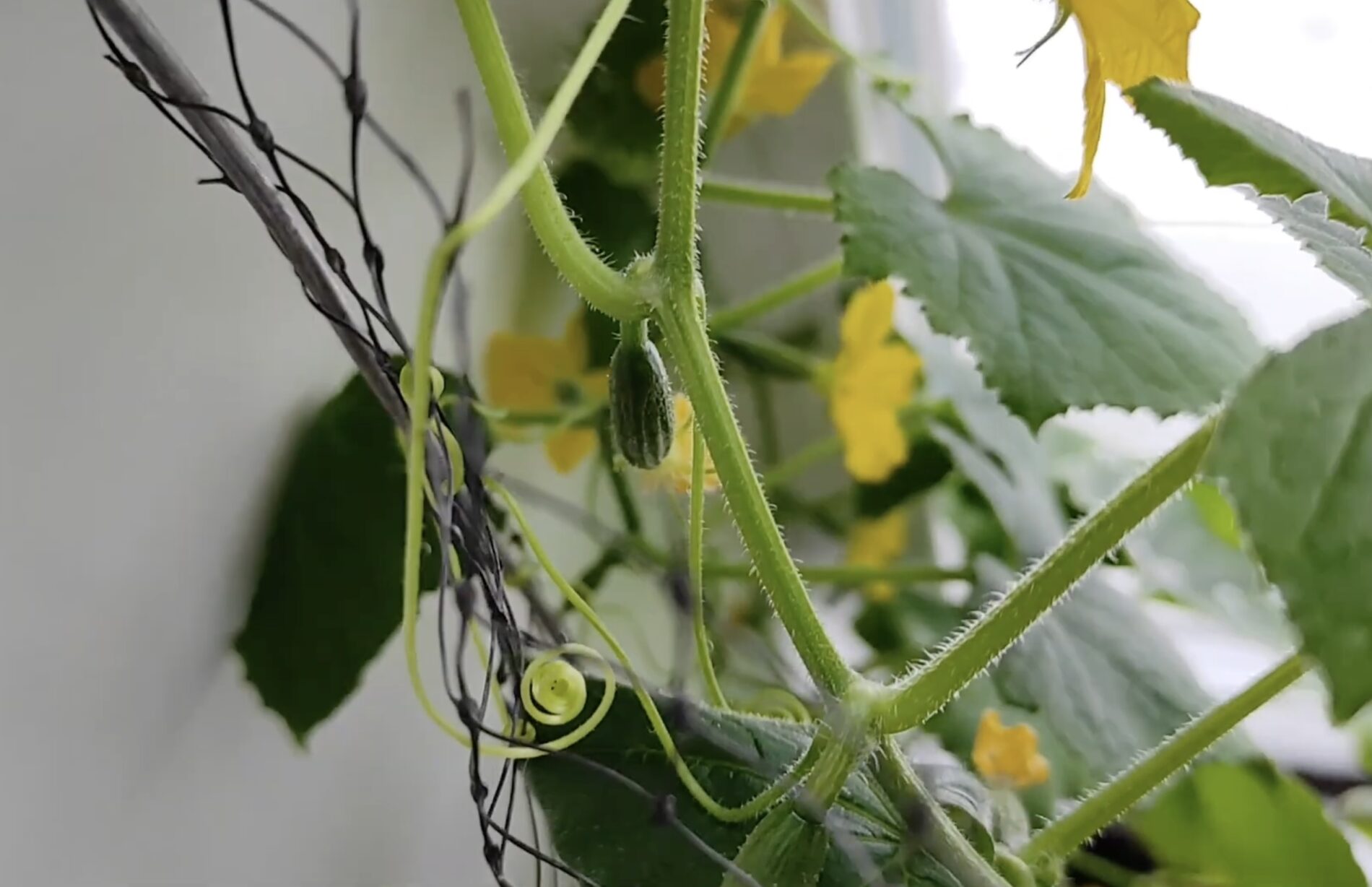 Дачники розповіли про вибір огірків на новий городній сезон