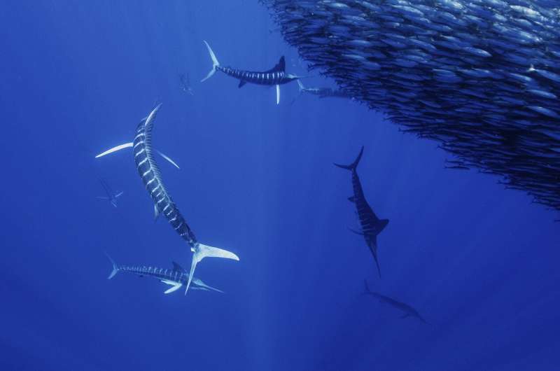 Група марлінів полює на зграю сардин під водою. Нові технології дозволяють охопити нові перспективи колективної поведінки тварин. Фото: Нік Прайс