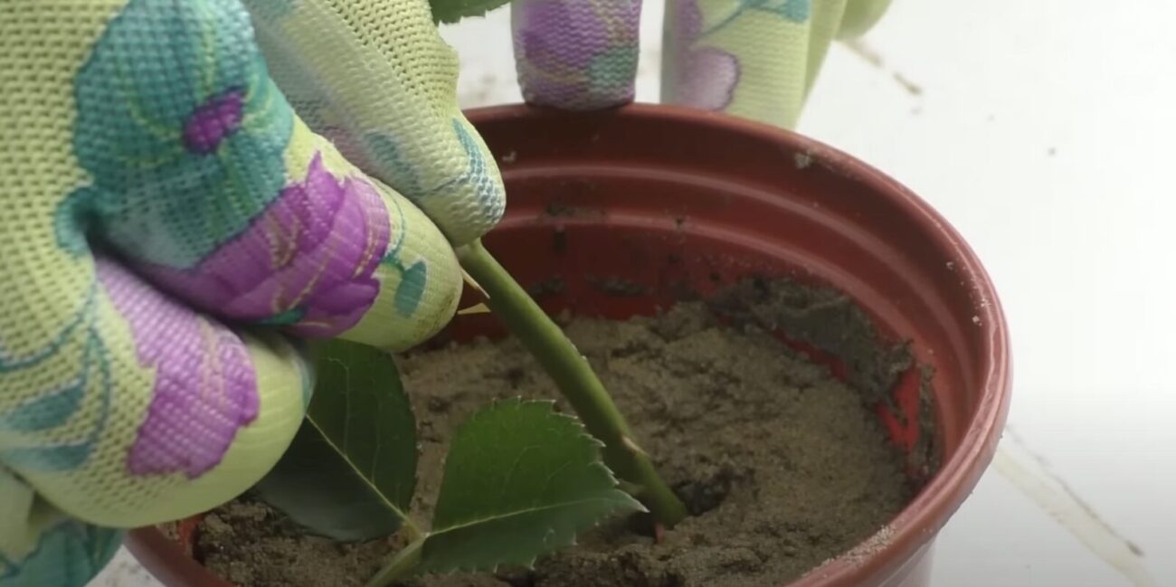 Квітникарі та садівники порадили, який засіб використовувати для укорінення живців троянди