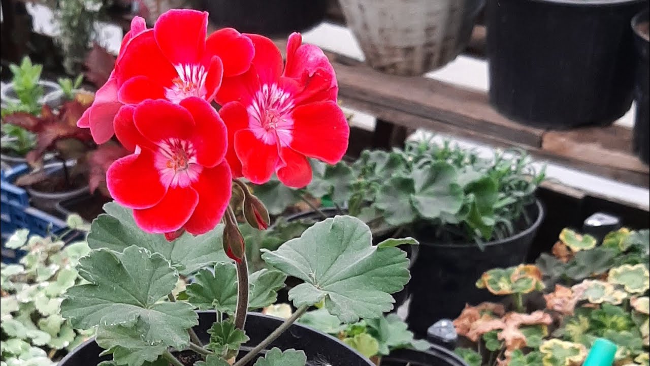 Квітникарі розповіли, як приготувати аптечне підживлення для чахлої герані