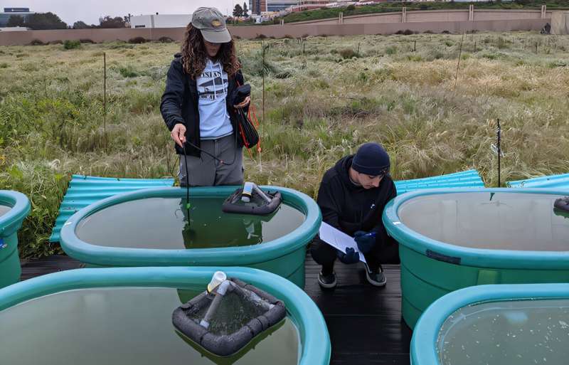 Волонтери-студенти Софія Олбі та Грант Гастін використовують водний зонд для збору даних про якість води. Фото: Скотт Мортон, лабораторія Шуріна, Каліфорнійський університет у Сан-Дієго