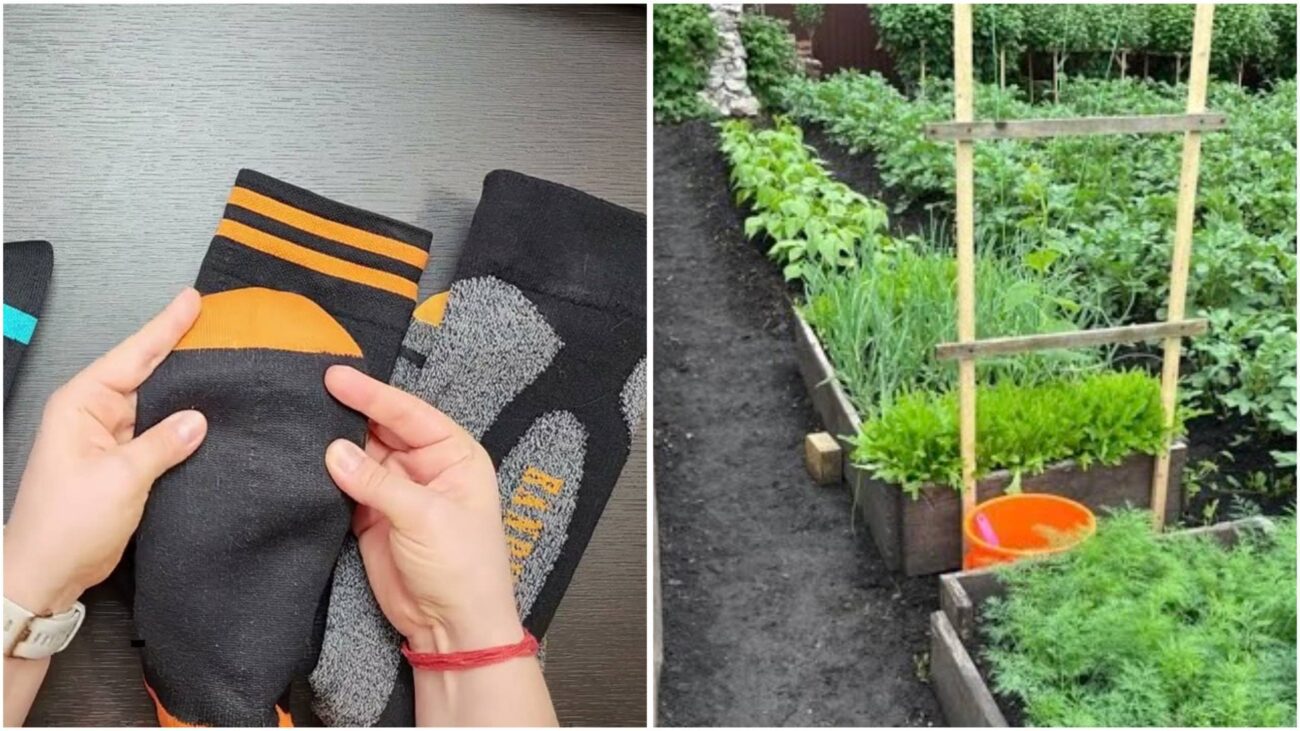 Городники розповіли, як можна використовувати старі шкарпетки на дачі або в саду