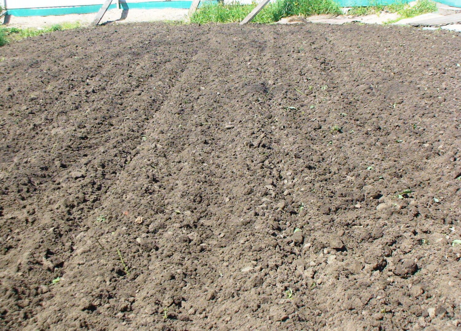 Дачники розповіли, як підготувати ґрунт для розсади томатів і перцю