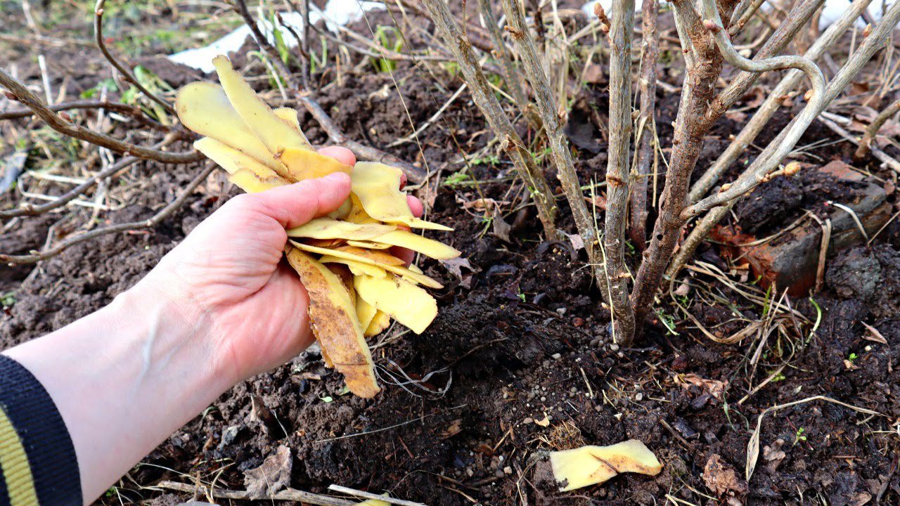 Агрономи розповіли, як збільшити розмір ягід чорної смородини вдвічі