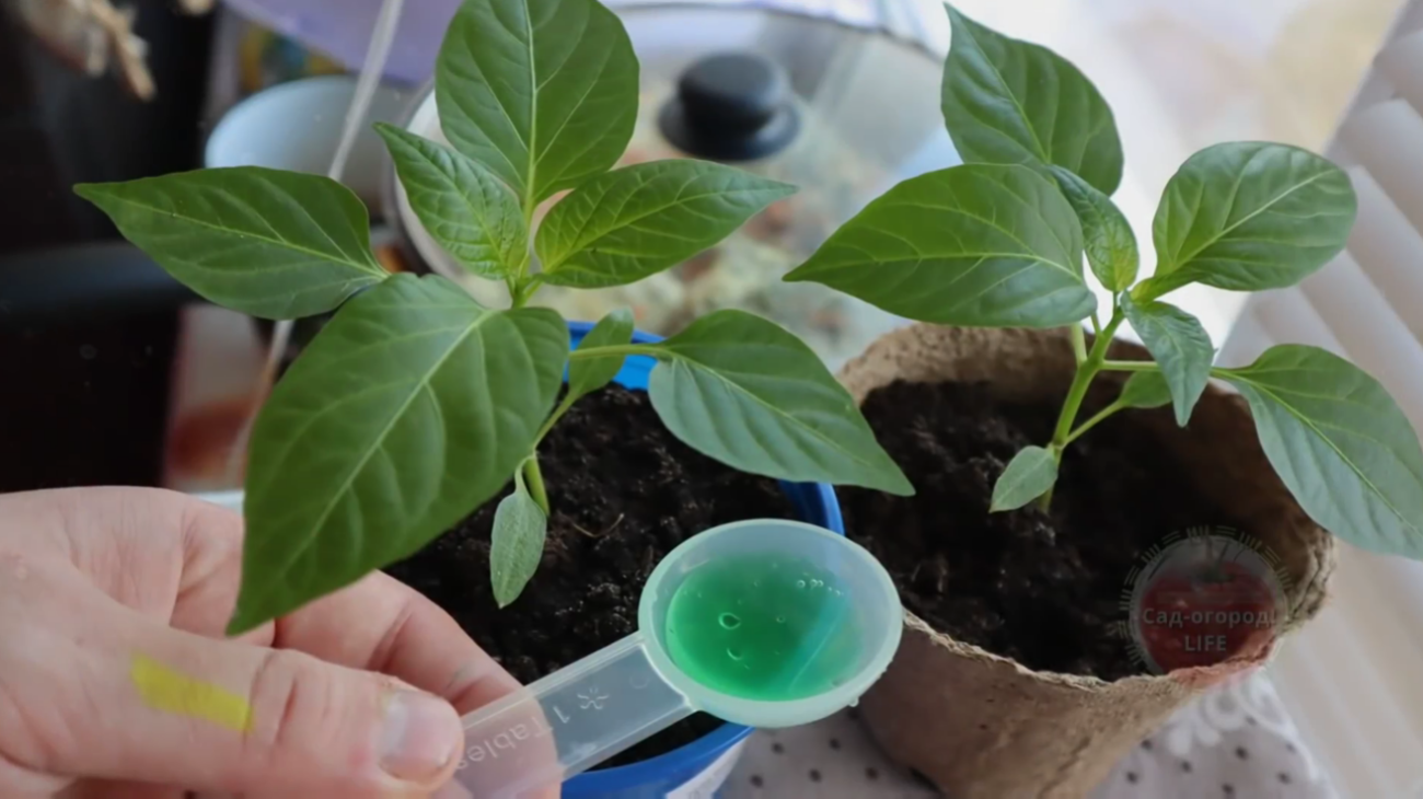 Городники розповіли про підживлення, після якого розсада швидко піде на зріст