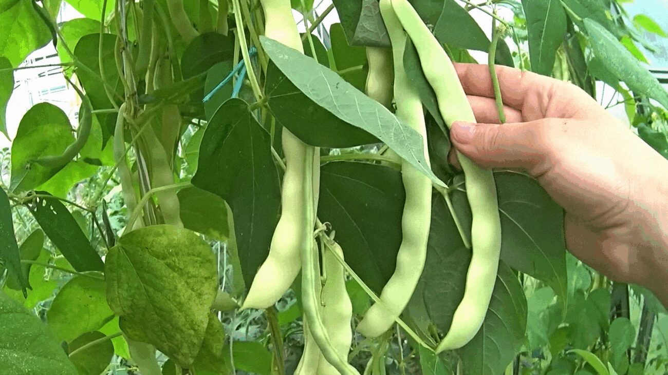 Городники розповіли, як вдале сусідство захищає картоплю від колорадського жука