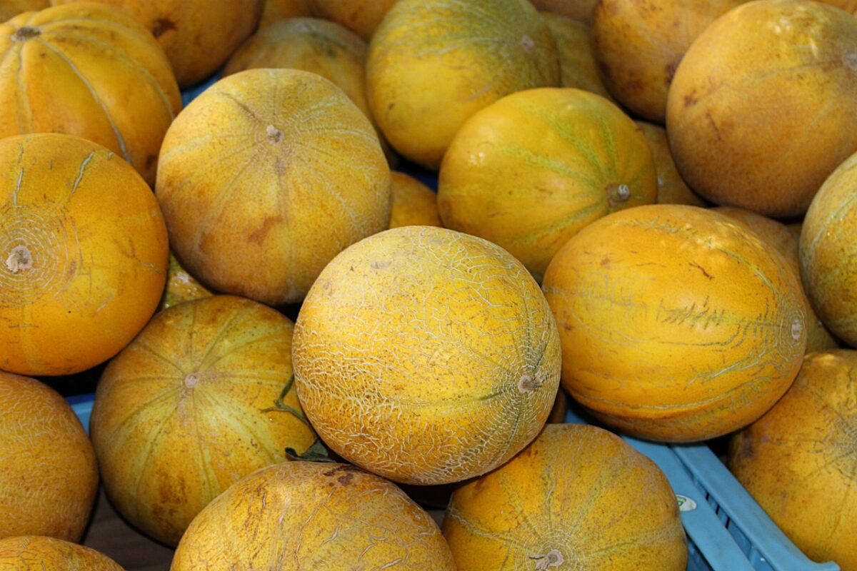 Агрономи розсекретили три найсолодші сорти дині, які дають рясний врожай