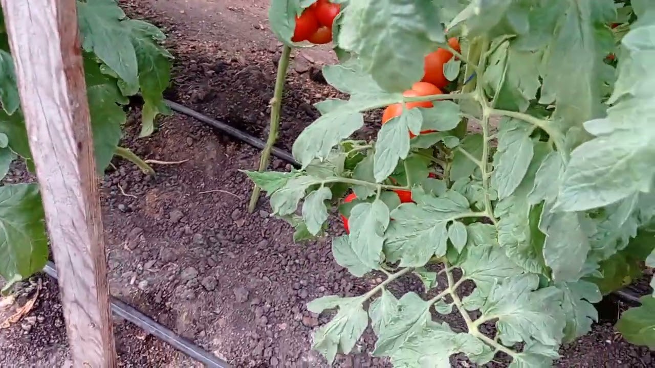 Сорт помідорів Махітос F1 