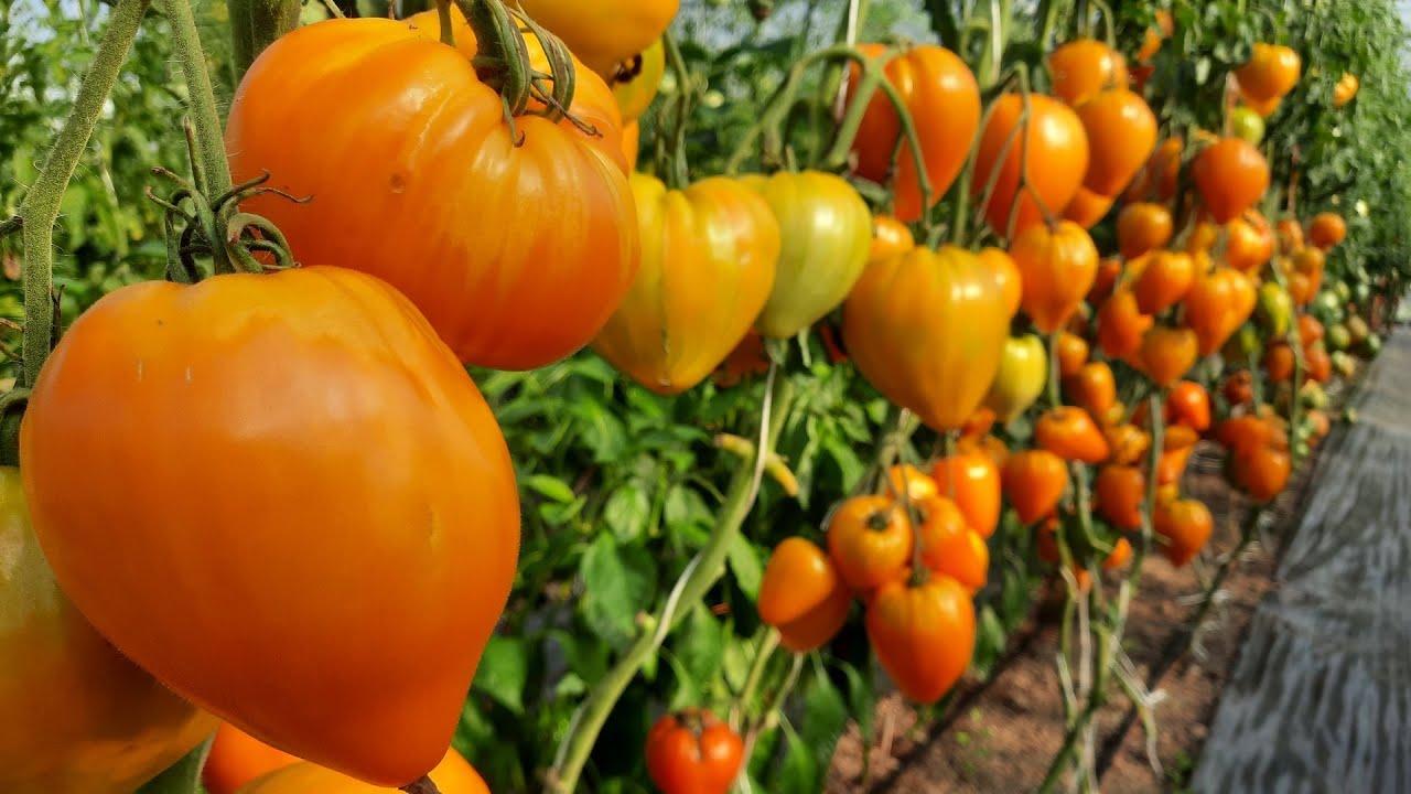 Городники розповіли, які сорти помідорів розчарували дачників у минулому сезоні