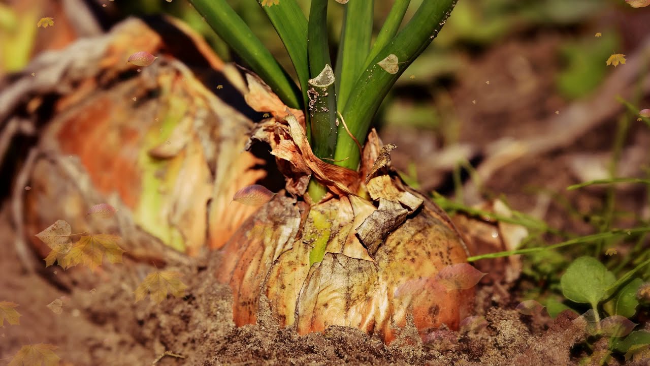 Агрономи розсекретили сорт цибулі, який стійкий до хвороб і невибагливий