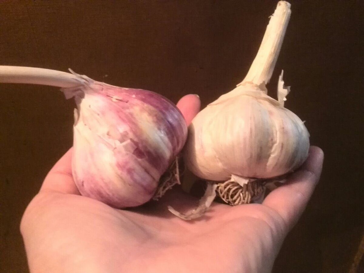 Городники розповіли, що посадити після полуниці, щоб відновити родючість ґрунту