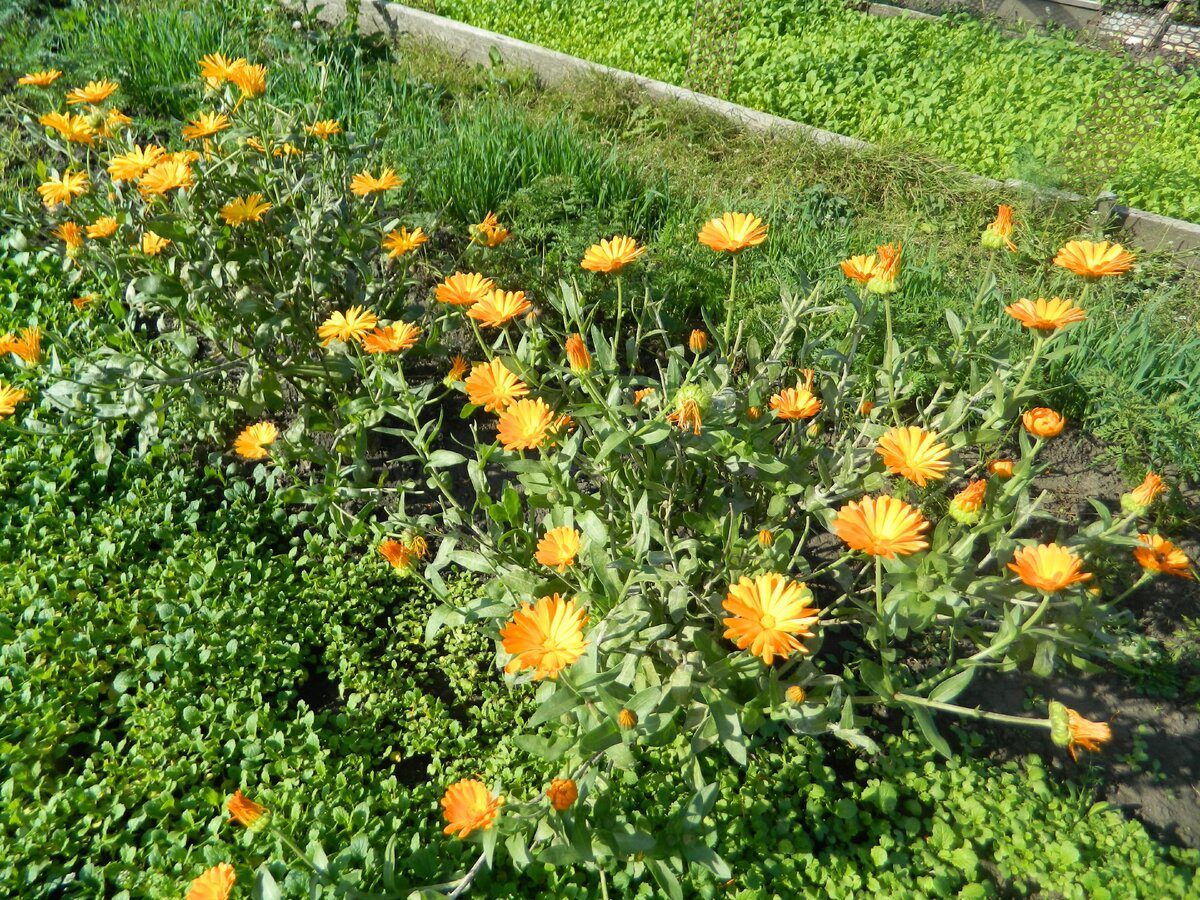 Городники розповіли, що посадити після полуниці, щоб відновити родючість ґрунту