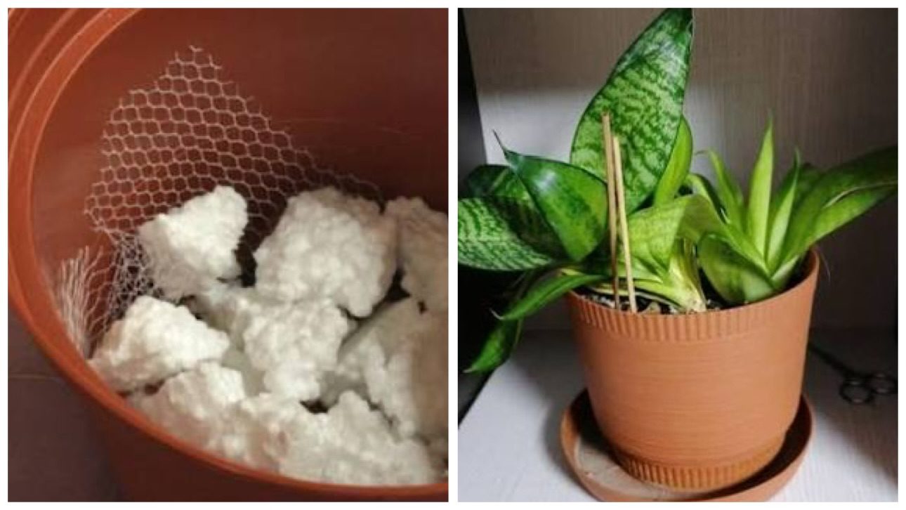 Господині розповіли, як використовувати пінопласт для домашніх квітів 