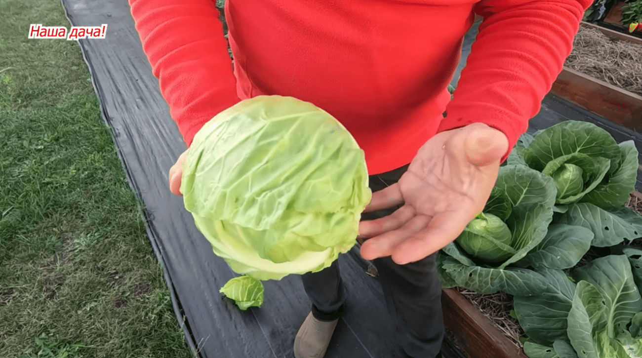 Городники назвали найкращий сорт ранньої капусти для вирощування