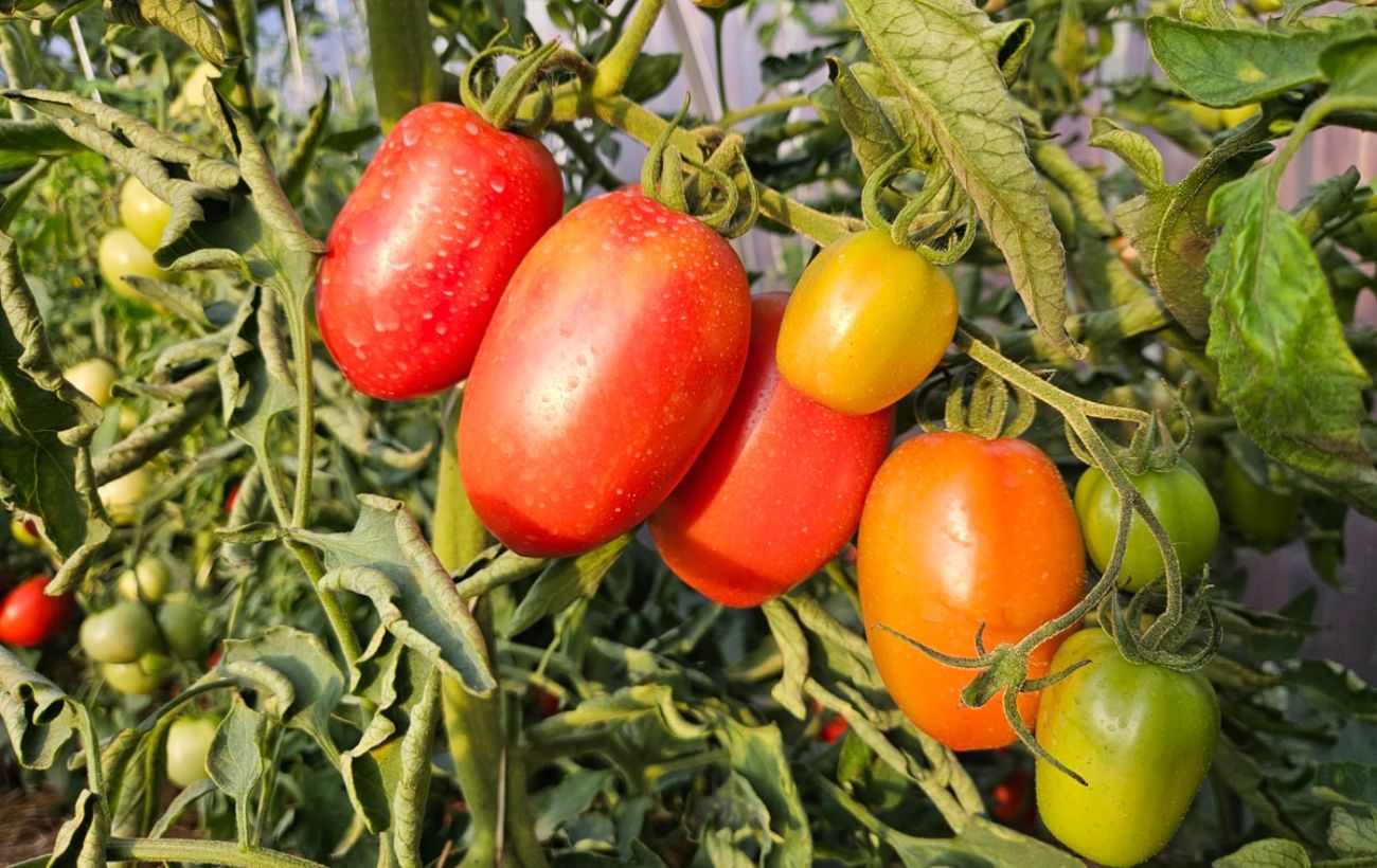 Городники розповіли, як правильно сіяти томати на розсаду