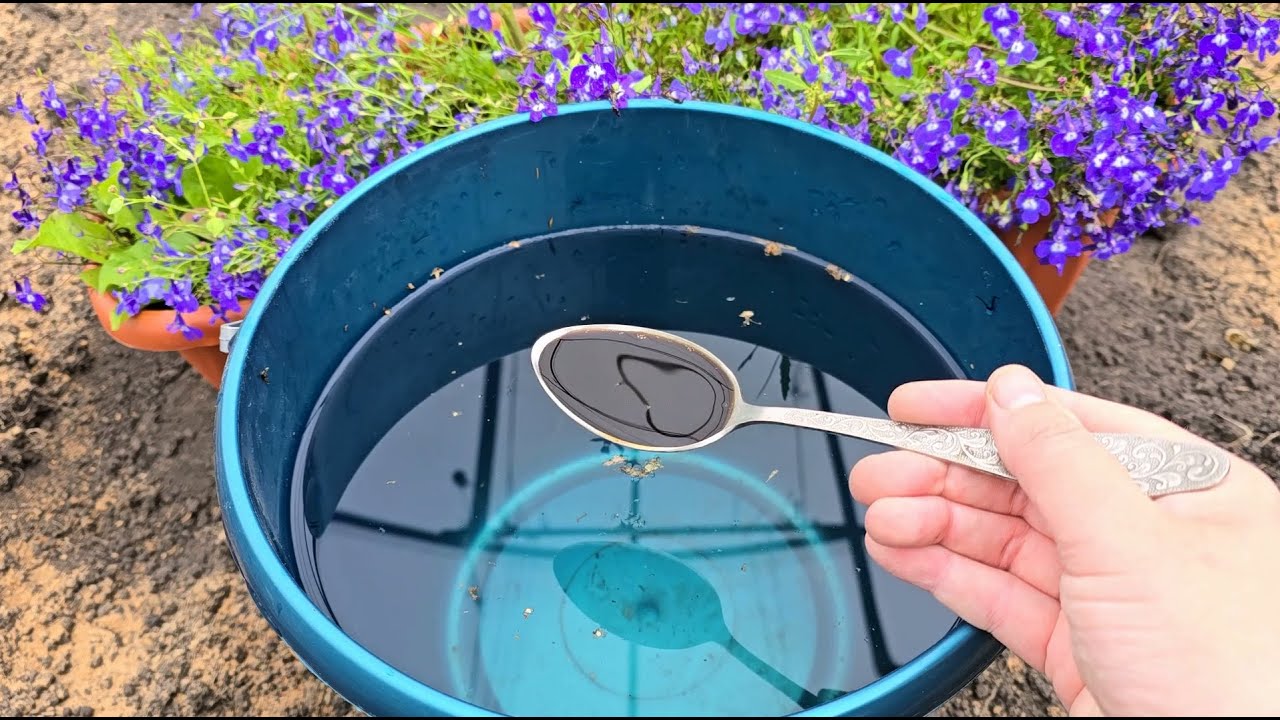 Експерти порадили цікавий спосіб використання пластикового відра з тріщиною на грядці