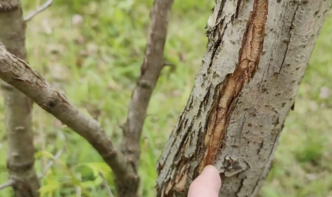 Садівники розповіли, чим потрібно обприскати старі плодові дерева навесні