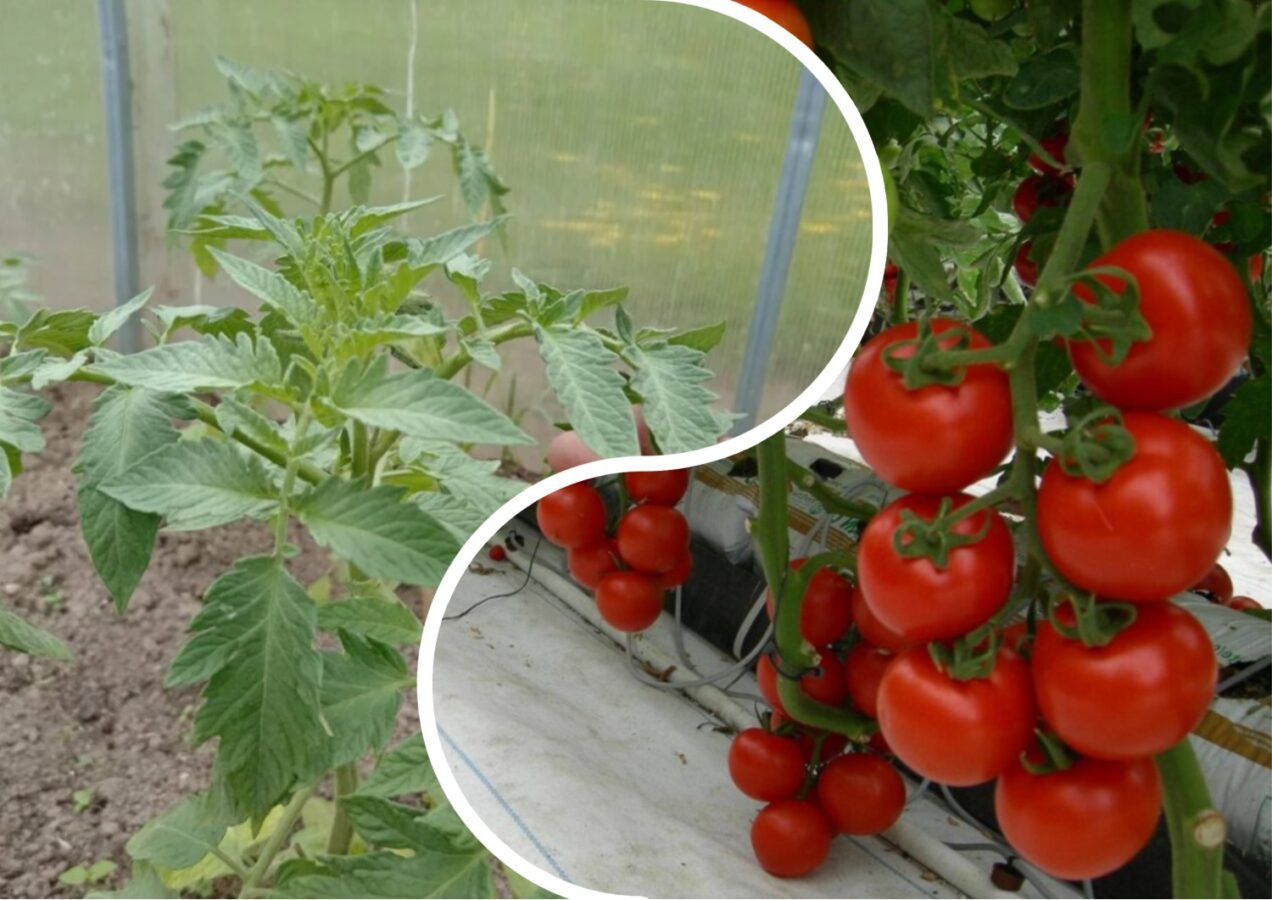 Городники назвали родючий і невибагливий сорт томату для теплиці 
