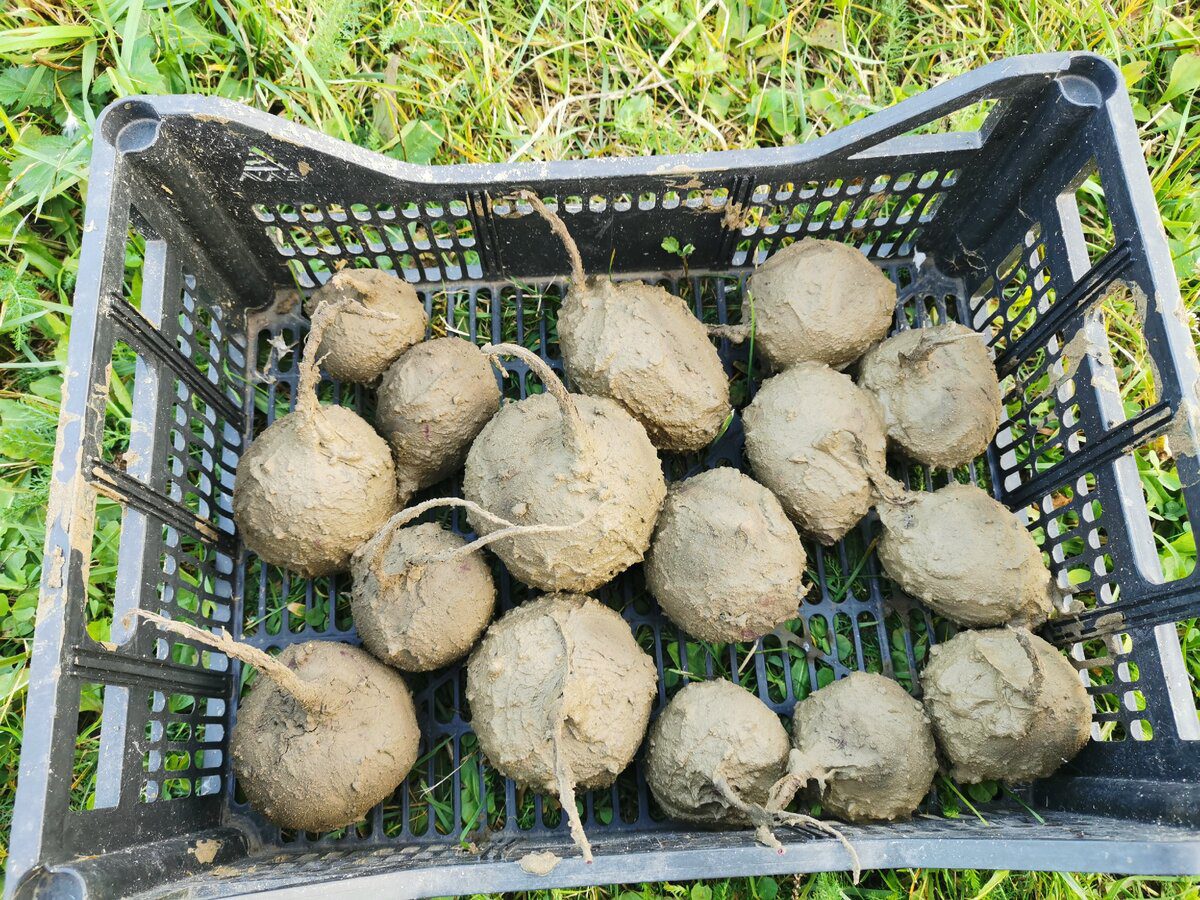 Городники розповіли головний секрет солодкого та соковитого буряка – одна дія перед посівом