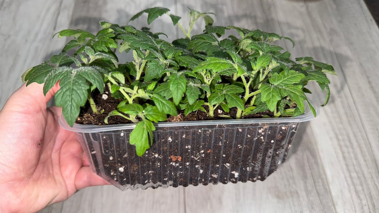 Експерти порадили ефективний полив для розсади томатів від витягування – правильний догляд