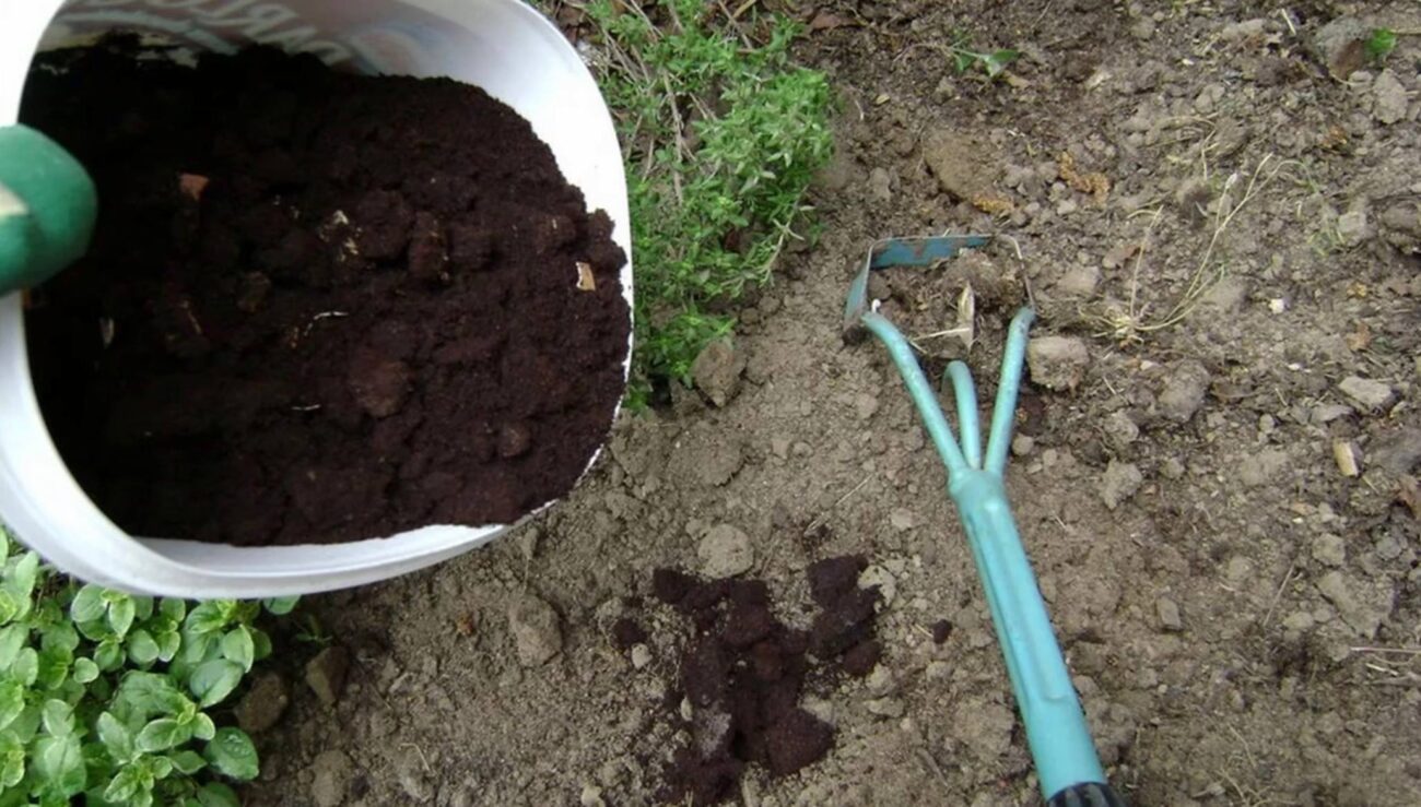 Городники розповіли, які відходи з кухні можна використовувати як добрива 