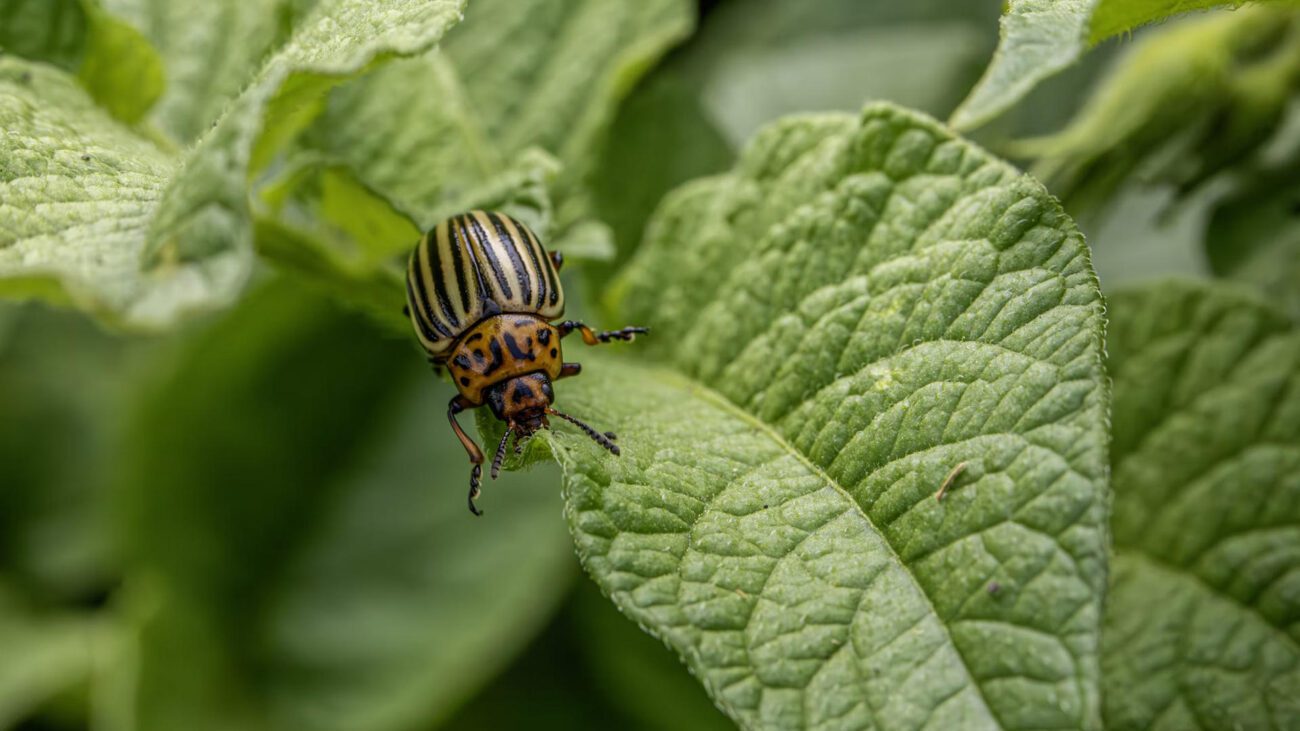 Городники розповіли, які квіти відлякують колорадського жука від картоплі