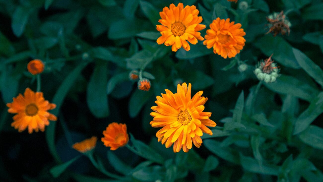 Городники розповіли, які квіти відлякують колорадського жука від картоплі