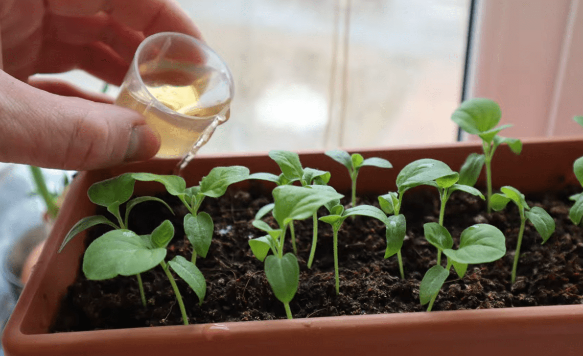 Городники розповіли, як правильно саджати розсаду баклажанів у лютому-березні