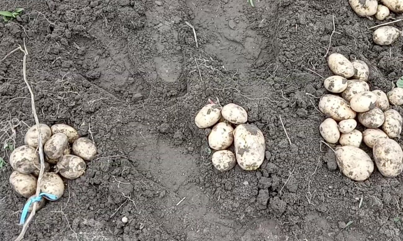 Городники розповіли, чому не можна удобрювати картоплю золою 
