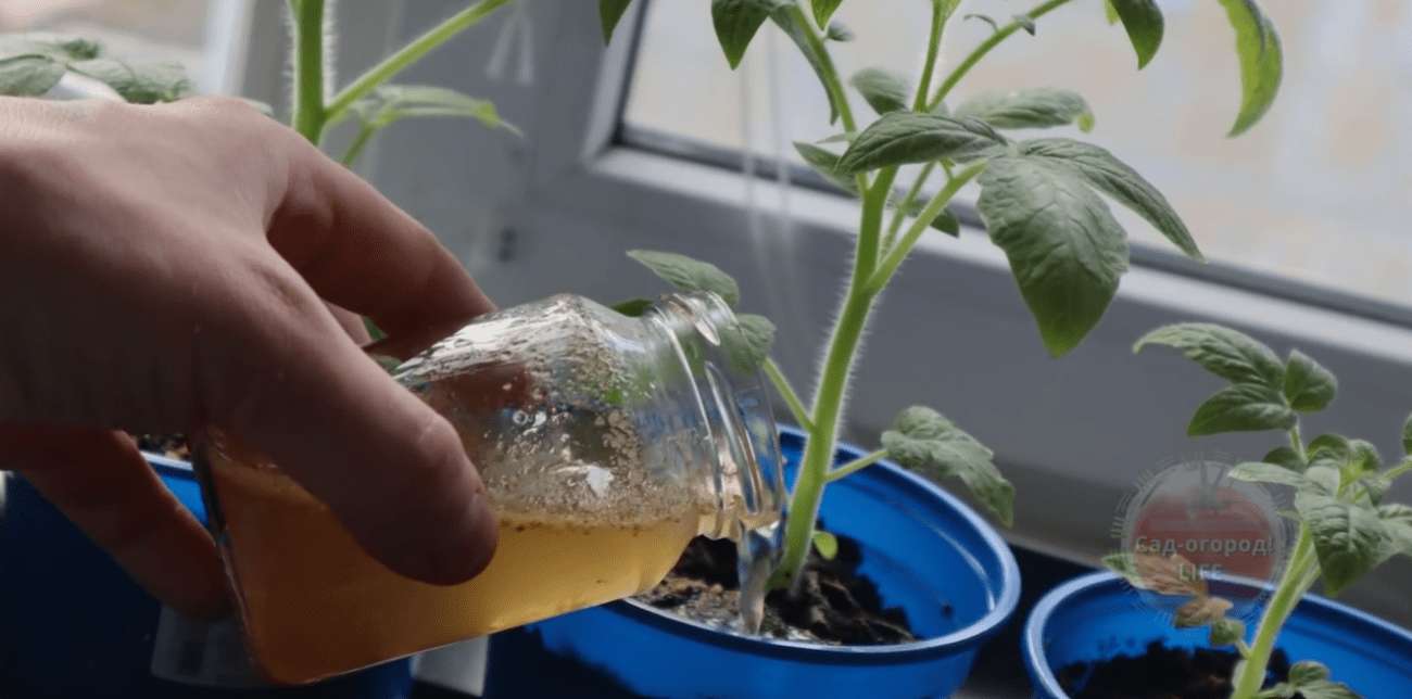 Городники розповіли, як з яблучних обрізків приготувати підживлення для розсади