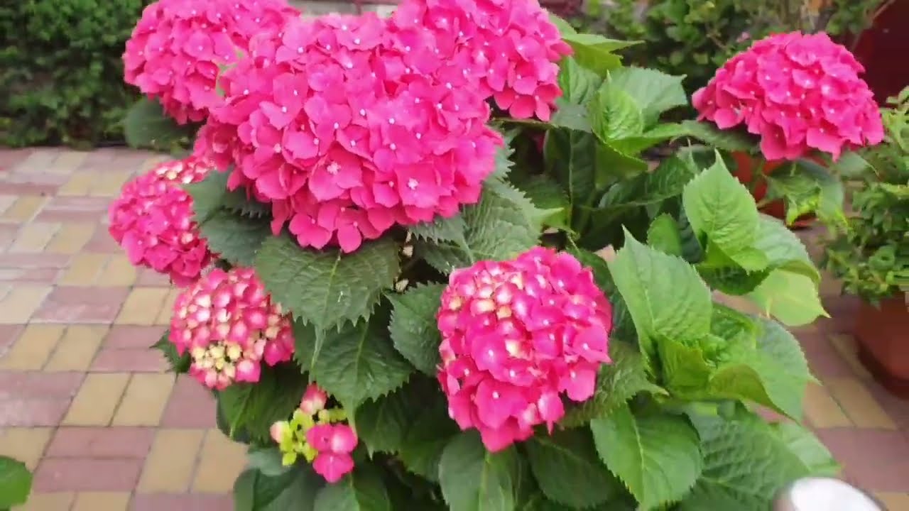 Садівники розповіли, навіщо і чим найкраще підкислювати ґрунт під гортензіями