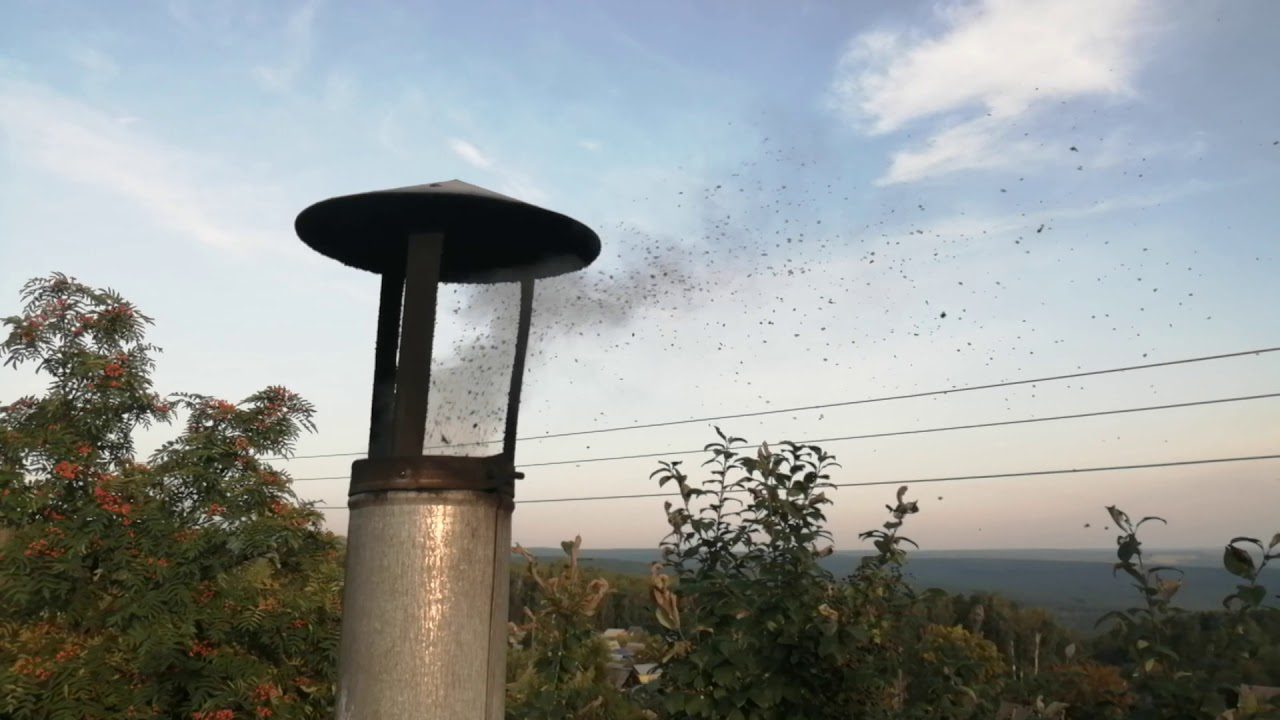 Господарі поділилися способом очищення димаря за допомогою нафталіну