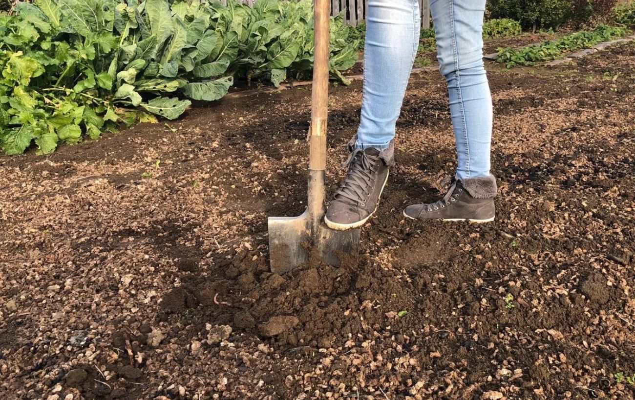 Експерти порадили, яка головна користь старих газет для грядки та рослин на городі