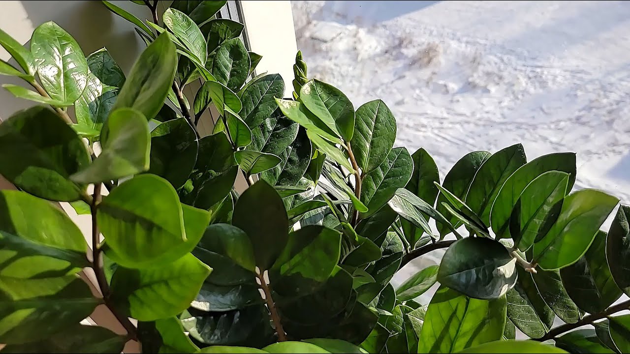 Квітникари розповіли, чим краще підживити грошове дерево  