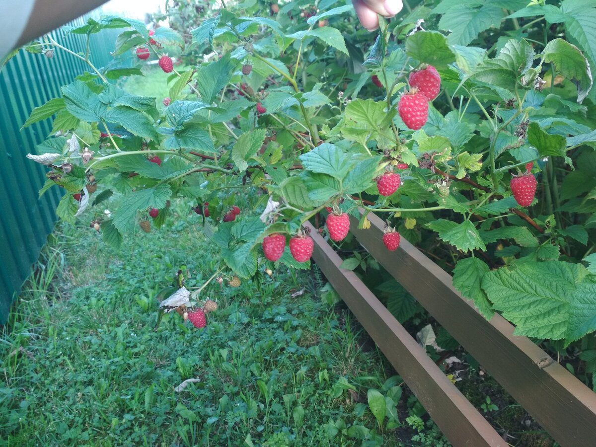 Садівники розповіли, чим підживити малину, щойно розтане сніг
